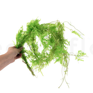 Helecho acuático Preservado - Verde
