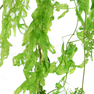 Aquatic Fern Stabilized - Green
