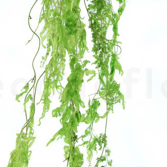 Helecho acuático Preservado - Verde