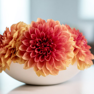 Dahlia Grace Stabilized - Box of 2 - Orange Wine