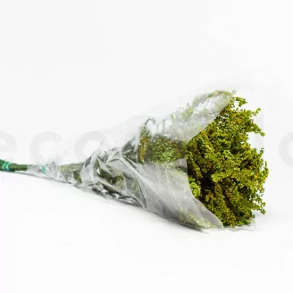 Solidago stabilizzato