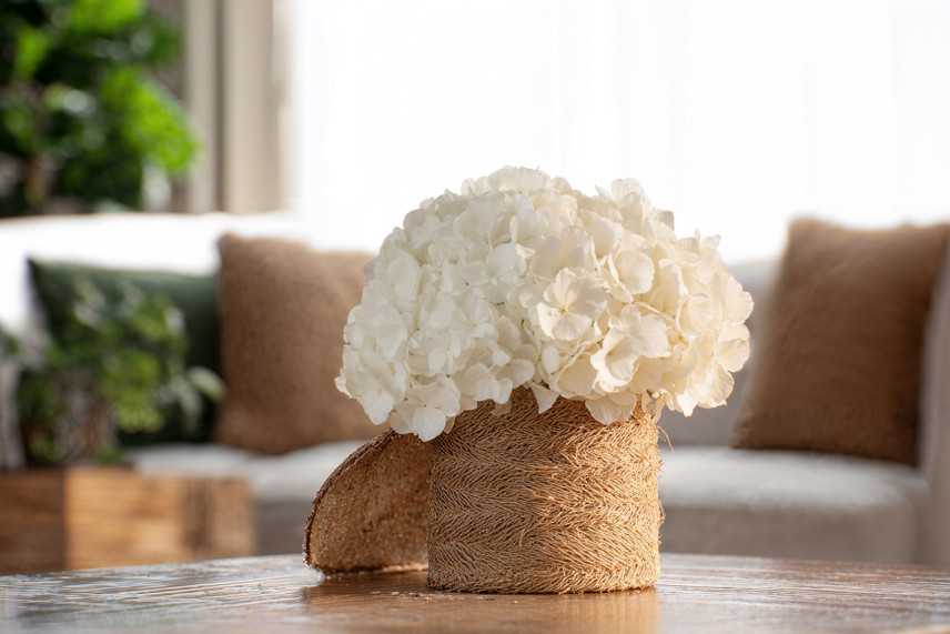 Hortensia Stabilisé Kiara - Pure White