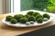 Mini Musgo Bola preservado Light Green (Caja) 2