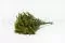 Solidago stabilis&eacute; 2