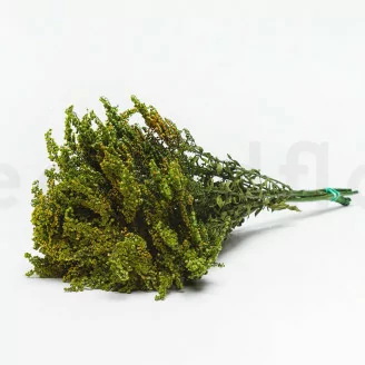 Solidago stabilis&eacute;