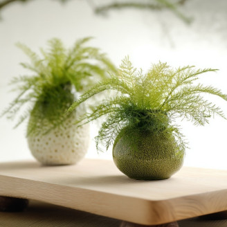 Air Fern Préservée - Boîte - Light Green