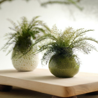 Air Fern Préservée - Boîte - Nature Green