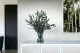 Preserved Gunnii Eucalyptus 9
