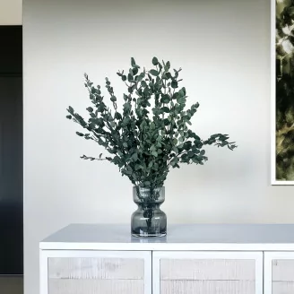 Eucalyptus Gunnii stabilis&eacute;