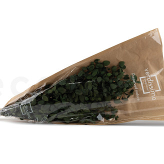 Eucalyptus Gunnii Stabilized - Green