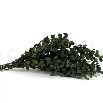 Eucalyptus Gunnii stabilis&eacute;