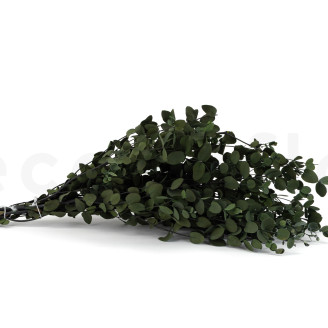 Eucalyptus Gunnii Stabilized - Green
