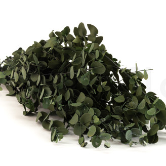 Eucalyptus Gunnii Stabilized - Green