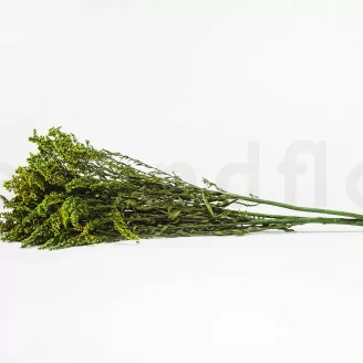 Konservierter Solidago