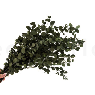 Eucalyptus Gunnii stabilisé - Vert