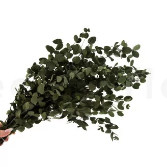 Eucalyptus Gunnii stabilis&eacute;