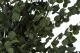 Eucalyptus Gunnii stabilis&eacute; 2