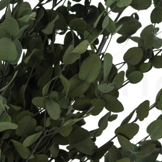 Eucalyptus Gunnii Stabilized - Green