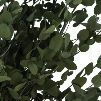 Preserved Gunnii Eucalyptus