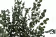 Eucalipto Gunnii stabilizzato 7