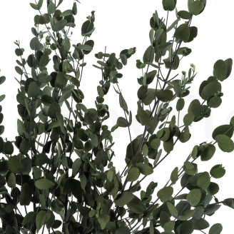 Eucalyptus Gunnii Stabilized - Green