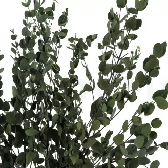 Preserved Gunnii Eucalyptus