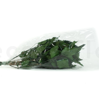 Lierre Stabilisé - Vert