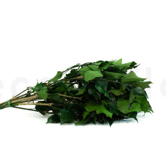 Lierre Stabilisé - Vert
