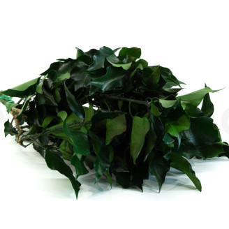 Ivy Preserved - Green