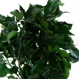 Edera stabilizzata