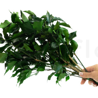 Lierre Stabilisé - Vert