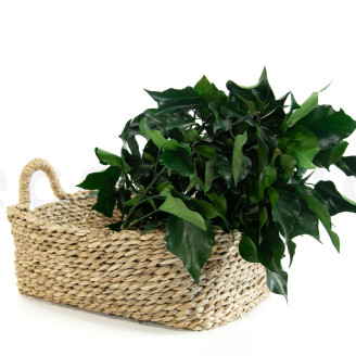 Ivy Stabilized - Green