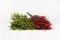 Konservierter Solidago 4
