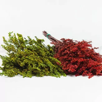Solidago preservado