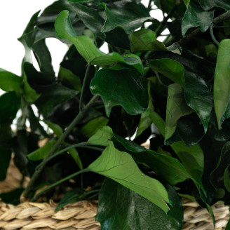 Ivy Stabilized - Green