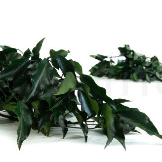 Ivy Preserved - Green