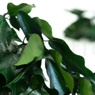 Ivy Stabilized - Green