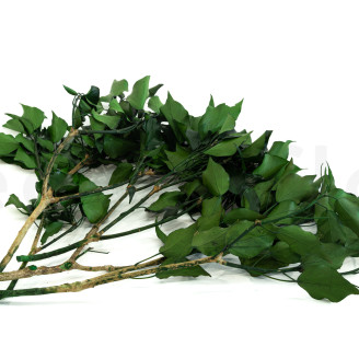 Lierre Stabilisé - Vert