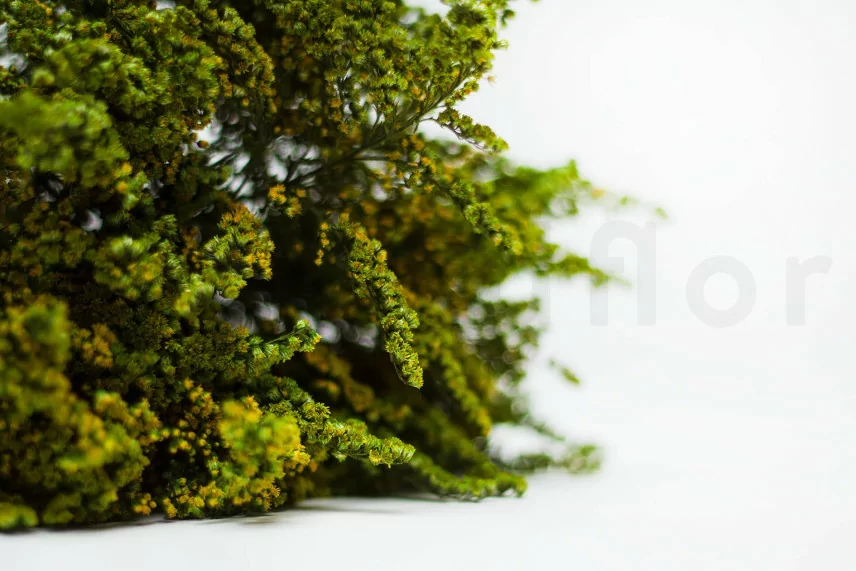 Preserved Solidago