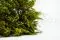 Konservierter Solidago 1