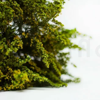 Konservierter Solidago