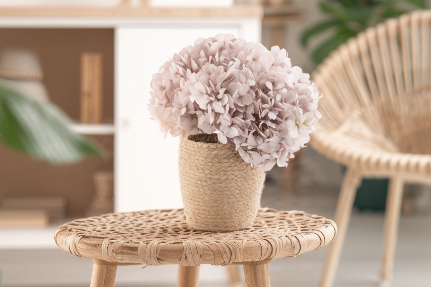 Hortensia Preservado - Hazelnut