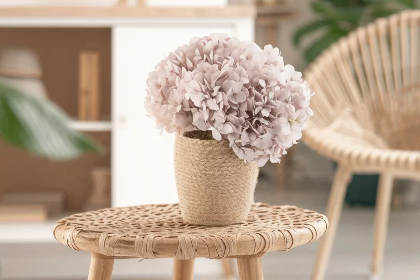 Preserved Hydrangea - Hazelnut