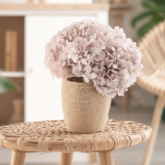 Stabilisierte Hortensie - Hazelnut