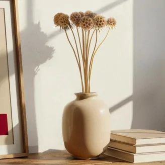 Preserved Scabiosa stellata Natural (x10)