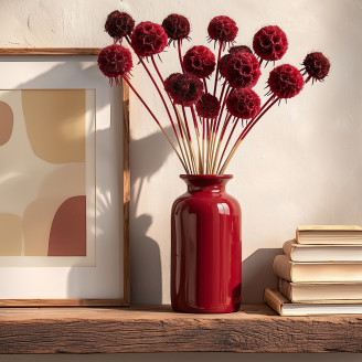 Scabiosa stellata stabilized - 10 stems - Burgundy