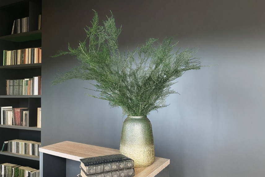 Asparagus Plumosus Preserved - Green