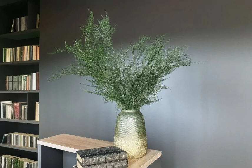 Konservierter Asparagus Plumosus