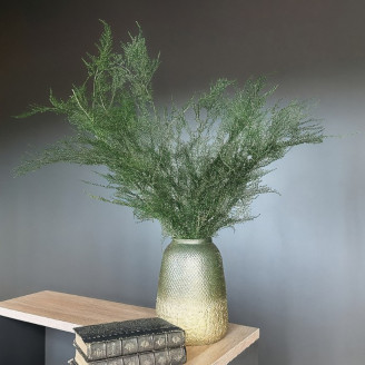 Asparagus Plumosus preservato - Verde