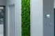 Muschio a Sfera stabilizzato Light Green (Cartone sfuso) 2